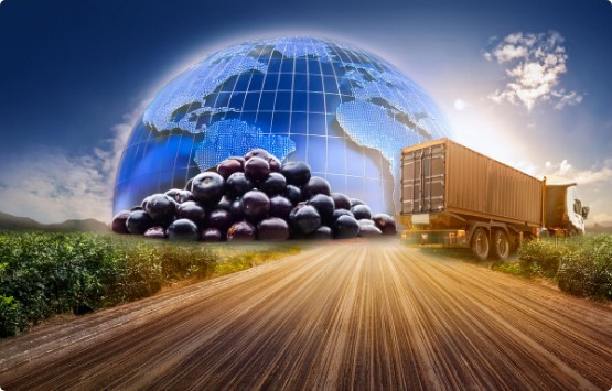 Concept of global transportation and acai beans